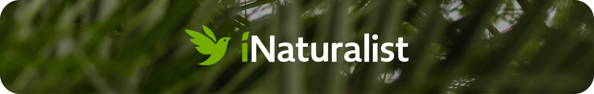 Record & Share Nature Observations Using iNaturalist App