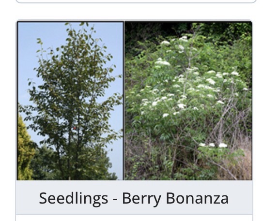 Northern Virginia Soil and Water Conservation District&nbsp;Annual Seedling&nbsp;Sale –&nbsp;2026